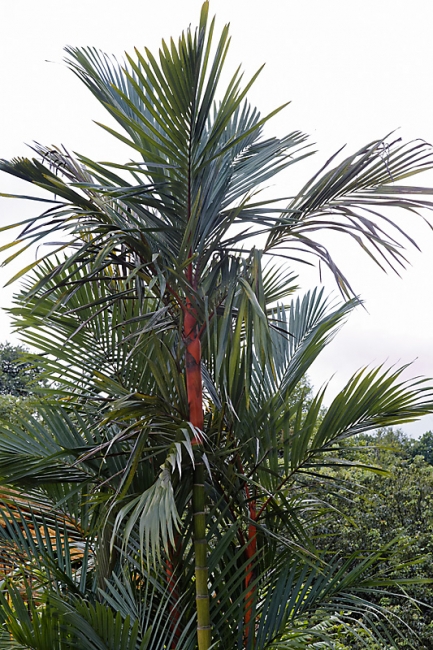 Kandy-Botanical garden-088